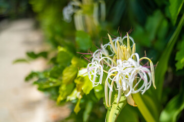 沖縄県石垣島の海がある風景 Ishigaki Okinawa