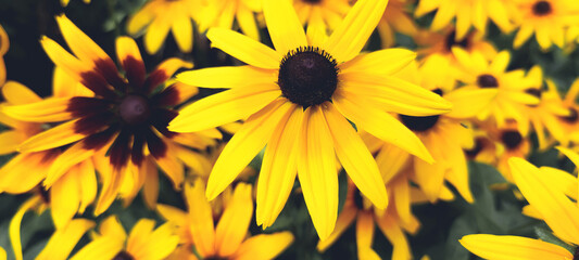black-eyed susan, Rudbeckia hirta Yellow flowers macro shot. Photo of a flower with a blurred background in a field, on a flower bed, home garden, hobby gardening, landscape design, beautiful postcard