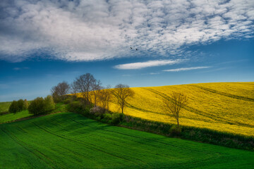 The rural landscape, the picture shows a view of the flowering rapeseed, Poland around Sztum