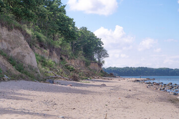 beach with trees