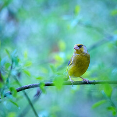 Greenfinch on a twig