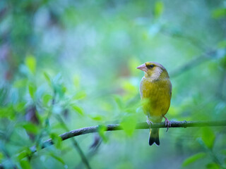 Greenfinch on a twig
