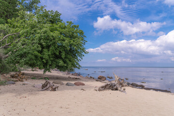 beach with palm trees