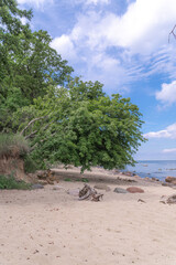 tree on the beach