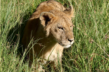Lion cub in tall grass in the morning