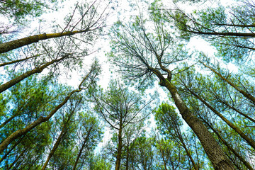 silhouette line of pine tree branches
