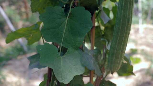 Water is sprayed / sprinkled on a healthy and green tropical vegetable plant. Closeup shot of a homegrown ridge gourd vegetable in the farm by using an organic farming method - agriculture and growth