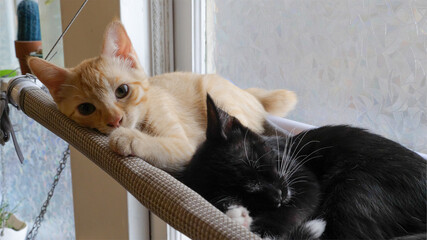 orange kitten and black and white kitten sleep together in the window