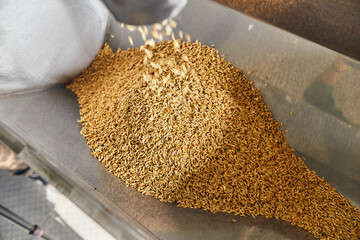 Filling containers with fresh grains on the factory