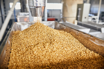 Pile of golden wheat grains in the container