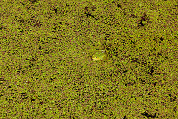 green frog in pond