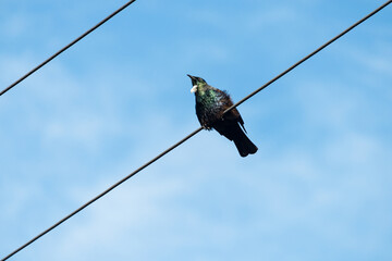 Tui bird sitting on a wire against the blue sky with white clouds