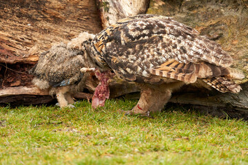 A six week old owl chick eagle owl with its mother. They share a bloody piece of meat from the prey