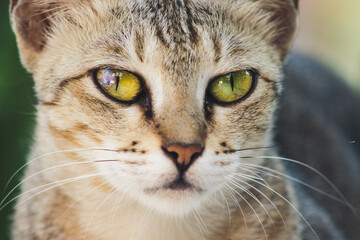 close up portrait of a cat