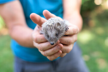 A man holds a small hedgehog in his hands
