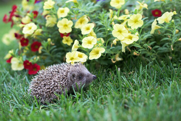 A small hedgehog walks in the garden on the grass among the flowers © tchara