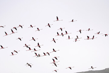 Flamingos in der Luft