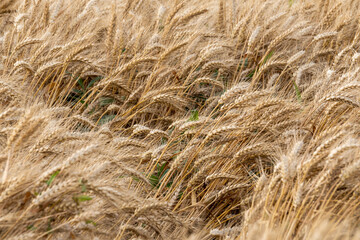 Golden yellow wheat fields, mature wheat.