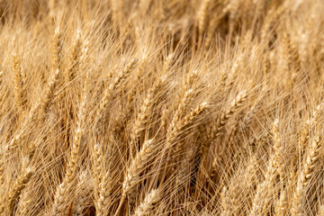 Golden yellow wheat fields, mature wheat.