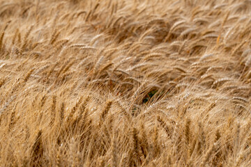 Golden yellow wheat fields, mature wheat.