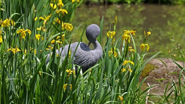 The Blue Crane, Grus paradisea, is an endangered bird specie endemic to Southern Africa. It is the national bird of South Africa
