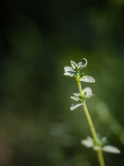 Stems of temyan copy space.