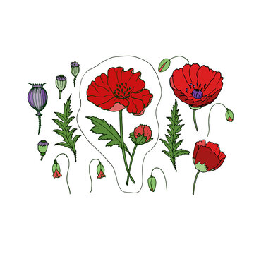 Hand-draw vector bright poppies for your design. Objects isolated on white background.