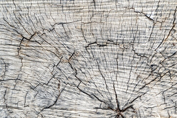 Close up of topvew of gray wooden surface of the trunk covered with cracks. Wooden texture. Selective focused.