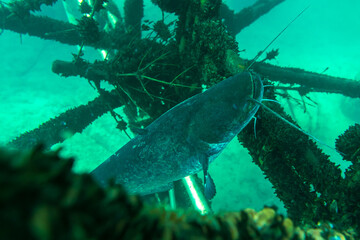 Large catfish in a sunken scaffold full of shells