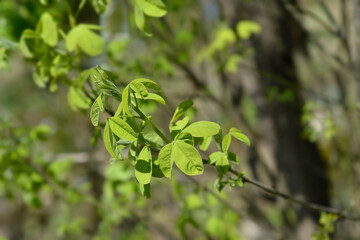 Dalmatian laburnum