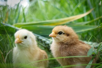 Two cute baby chicks among the green grass