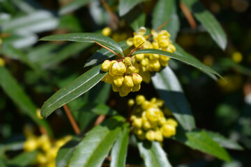Wintergreen barberry