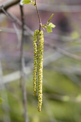 Common birch