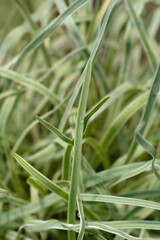Variegated Society garlic