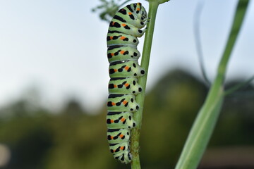 Caterpillar of Papilio machaon, the Old World swallowtail, is a butterfly of the family Papilionidae. The butterfly is also known as the common yellow swallowtail or simply the swallowtail.