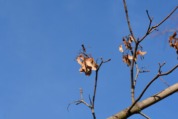 Norway maple