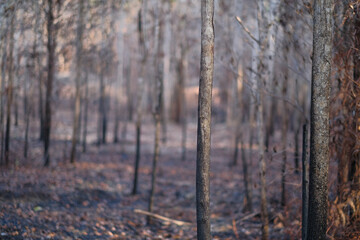 Burned trees in the forest after wildfire with dust and ashes,  issue of air pollution ecological damage..