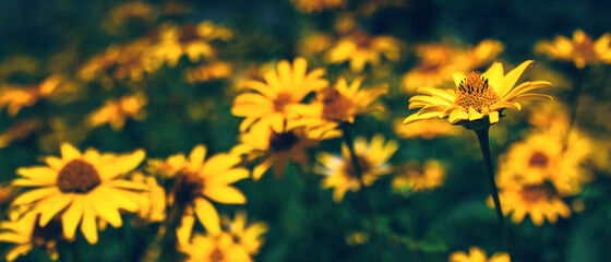 Banner with closeup of false yellow sunflower (rough oxeye, Heliopsis scabra, helianthoides, Oxe eye) grows in flower garden. Beautiful summer natural floral bright background with blurred copy space