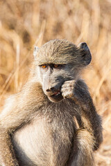 Young Chacma baboon sitting on a dust road in the Kruger Park in South Africa