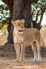 Close up of a young lioness resting under a tree in the Kruger Park in South Africa