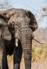 African elephant bull walking in the heat of the Kruger Park sun in South Africa