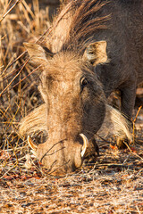 Naklejka na ściany i meble Male warthog walking through the dead grass in the Kruger Park in South Africa