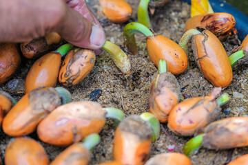 Man holding a durian seed whose roots are germinating on the ground