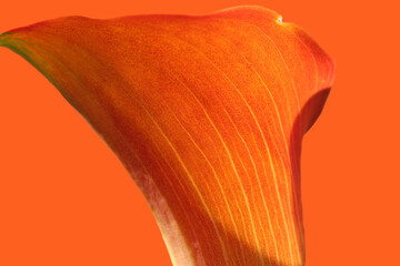Close-up of a orange isolated flower on a orange colored background. Zantedeschia, calla (lat. Zantedeschia)