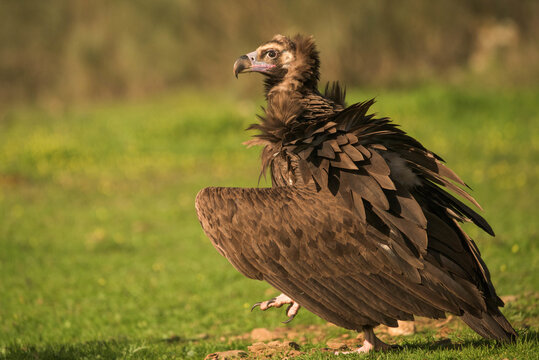 Portrait of a vulture posing at sunset