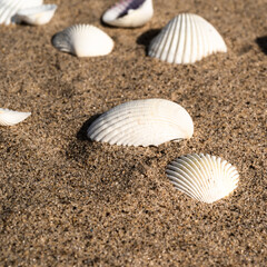 Beautiful white seashells on the sand, close-up