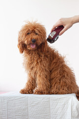 A small dog a miniature poodle of red brown color fluffy shaggy with long hair sits on a white surface above him with a hand with a clipper. Grooming of dogs