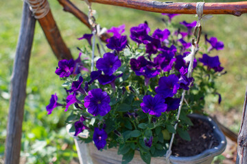 Fototapeta na wymiar Purple petunias grow in a homemade flowerpot in the garden. A perennial plant that is easy to care for.
