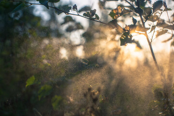 The sun's rays pass through the foliage of plants in the garden. In some places, there are small drops of water floating in the air. Summer watering of the garden. Copy space.