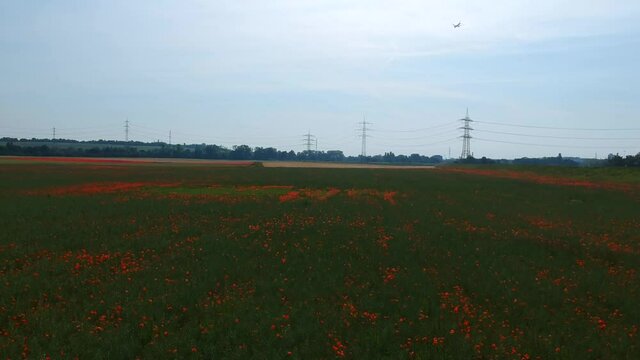 Luftaufnahme.  Mohn, Mohnfeld, Weizen, Getreide, Panorama, Aussicht, Feld.